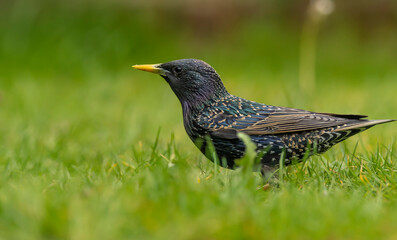 starling on a green meadow