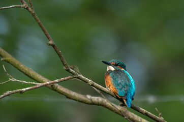 Kingfisher  - Zimorodek