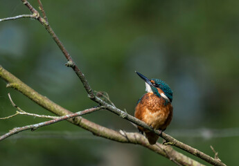 Kingfisher  - Zimorodek