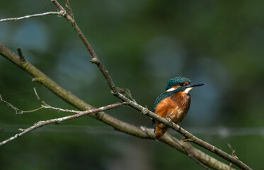 Kingfisher  - Zimorodek