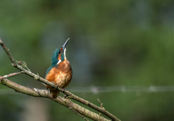 Kingfisher  - Zimorodek