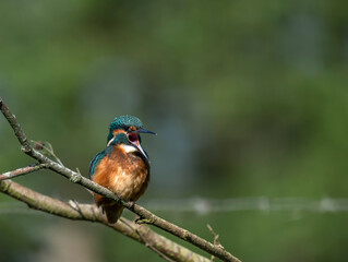 Kingfisher  - Zimorodek