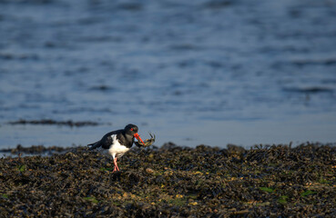 oyster catcher - Ostrygojad