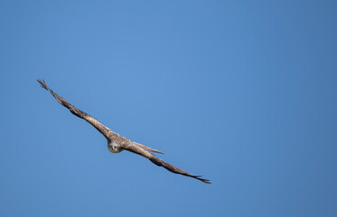 Red kite