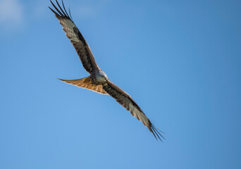 Red kite