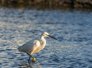 Little Egret - Czapla Nadbrzeżna