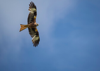 Red kite