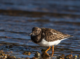 Ruddy Turnstone - Kamusznik zwyczajny