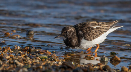 Ruddy Turnstone - Kamusznik zwyczajny