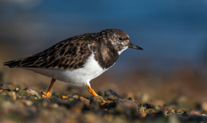 Ruddy Turnstone - Kamusznik zwyczajny
