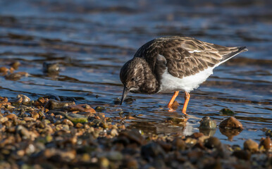 Ruddy Turnstone - Kamusznik zwyczajny