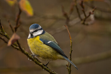 A blue tit sits on a bush