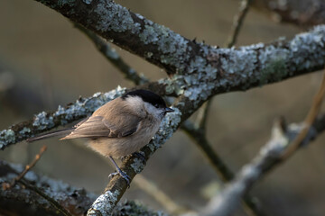 A poor tit sits on an old overgrown bush