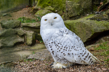 White snowy owl sitting on rocks