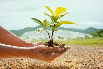 Male hand-holding young tree on dry soil to forest restoration. environment Earth Day In the hands...