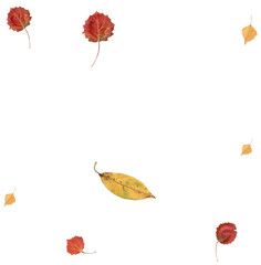 Autumn leaves in the wind.