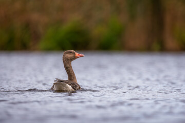 Greylag goose © TomLight