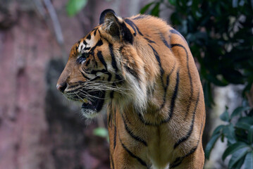 Close-up photo of a Sumatran tiger