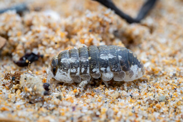macro close up of a woodlouse (Tylos europaeus) on the sea sand with blurred background