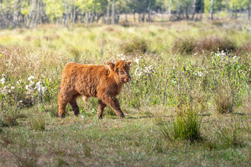 Beautiful Highland cow calves in the nature - 662789945