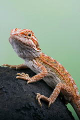 A small bearded dragon on a rock
