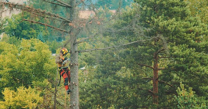A worker cuts down a tree, a man cuts trees with electric chainsaw, Lumberjack to cut branches while cutting down the tree, wood, A man saws a sawmill with a chainsaw at a height with insurance.
