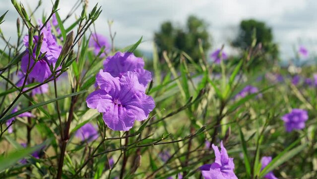 Blossom Ruellia squarrosa At Field Against Cloudy Sky Background.