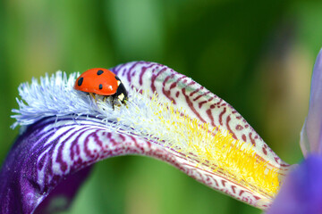 Ladybug on a fluffy purple violet iris flower © Lidiya Sivak