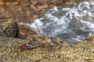 Crabs on the ocean shore, seafood delicacies of the Canary Islands