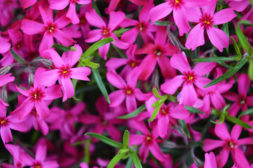 Pink flowers of Phlox pilosa background