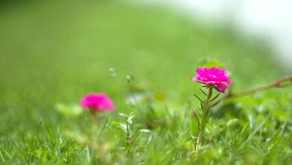 Ground level macro closeup view of Common Purslane Little Hogweed Pigweed Pusley Verdolaga on blurred background.