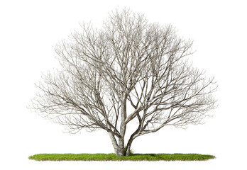 Fototapeta premium Die woods trees standing alone on grassy cut-out transparent backgrounds 3d rendering png