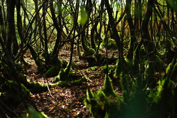 trees in the woods