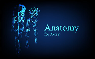 Human anatomy in front on x ray view. Anatomy human body connection, Medical, educational or science banner on futuristic blue background, Vector hand drawn illustration