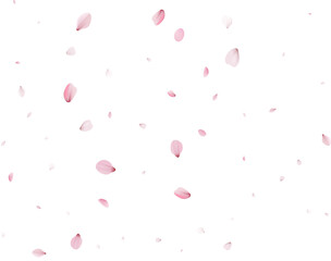 Fototapeta na wymiar Realistic Cherry Petals