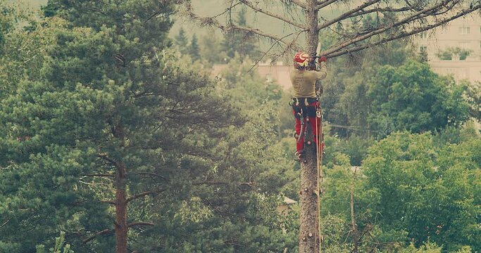 A worker cuts down a tree, a man cuts trees with electric chainsaw, Lumberjack to cut branches while cutting down the tree, wood, A man saws a sawmill with a chainsaw at a height with insurance.