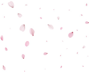 Realistic Sakura Petals.