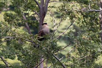 Carancho resting on some brunches in the forest