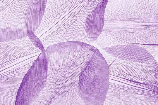 Nature pattern of dry petals, transparent leaves with natural texture as natural background Macro texture, skeleton flower petal. Monochrome lavender color aesthetic beauty of nature