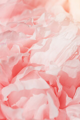 Beautiful view of white pink peonies close up lit by sunlight, midday light shadows, sun glare. Color gradient top view beauty nature aesthetic background. Natural floral pattern, selective