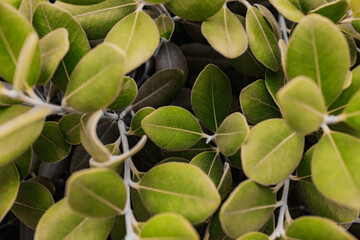 backgrounds and textures of nature