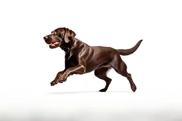 Tuinposter Labrador Retriever dog running and jumping isolated on white background. © thebaikers