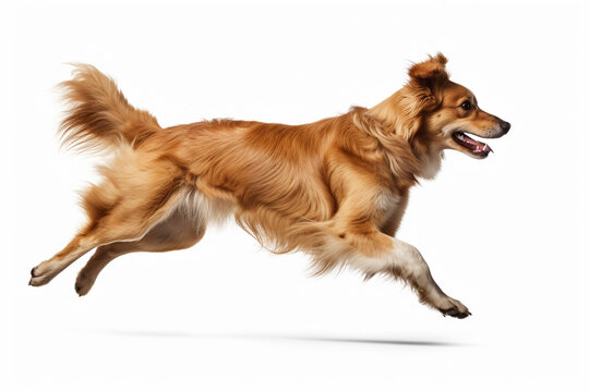 Golden Retriever dog running and jumping isolated on white background.