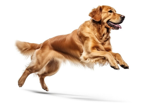 Golden Retriever dog running and jumping isolated on white background.