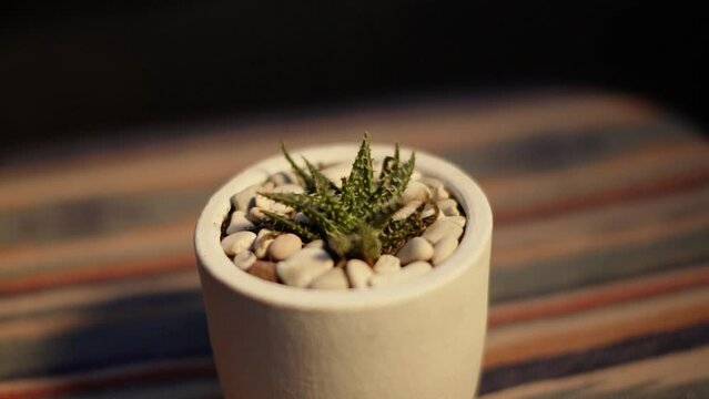 Close-up and bokeh of a haworthia pepe succulent plant in a small white pot placed on a table with an ethnic tablecloth on the terrace of the house in the evening when the sunlight is golden yellow