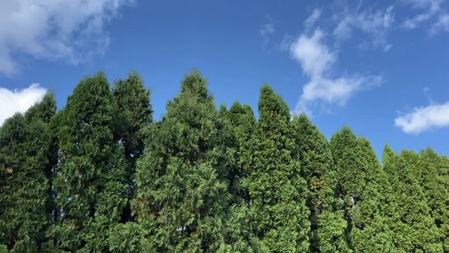 Evergreen Thuja occidentalis trees and sky.