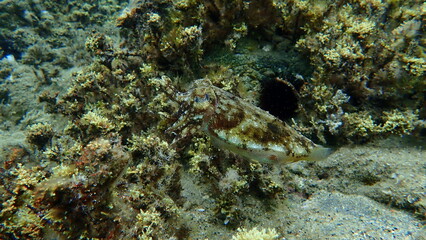 Common cuttlefish or European common cuttlefish (Sepia officinalis) undersea, Aegean Sea, Greece,...