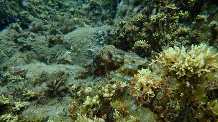 Common cuttlefish or European common cuttlefish (Sepia officinalis) undersea, Aegean Sea, Greece, Halkidiki