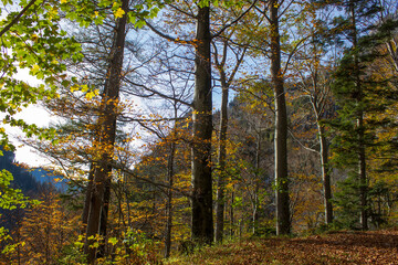 autumn forest in Austrian Alps, Upper Austria, Austria