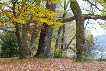 autumn in Toscana Park in Gmunden, Austria